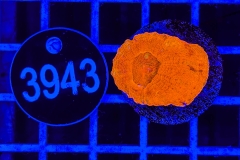 Acanthastrea bowerbanki