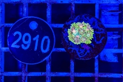 Goniopora