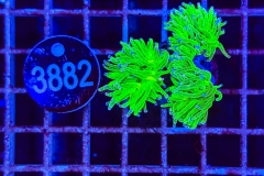 Euphyllia glabrescens