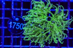 Euphyllia glabrescens