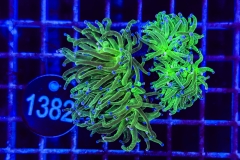 Euphyllia glabrescens