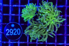 Euphyllia glabrescens