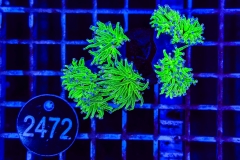 Euphyllia glabrescens