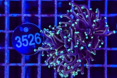 Euphyllia glabrescens