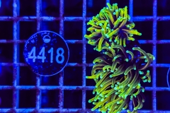 Euphyllia glabrescens
