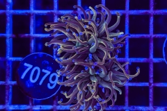 Euphyllia glabrescens
