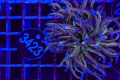 Euphyllia glabrescens