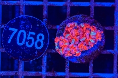 Acanthastrea lordhowensis