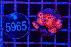 Acanthastrea lordhowensis