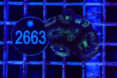 Acanthastrea lordhowensis