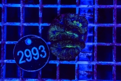 Acanthastrea lordhowensis
