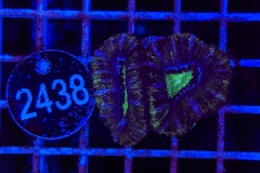 Acanthastrea lordhowensis