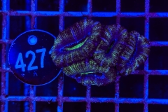 Acanthastrea lordhowensis