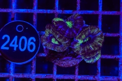Acanthastrea lordhowensis