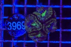 Acanthastrea lordhowensis
