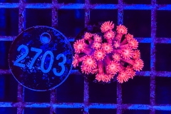 Goniopora