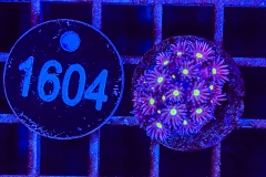 Goniopora