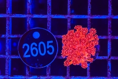 Goniopora