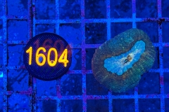 Lobophyllia