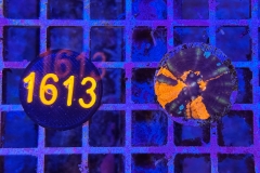 Scolymia button