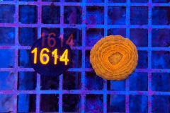 Scolymia button