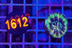 Scolymia button