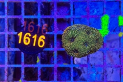 Acanthastrea echinata