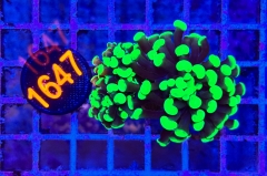Euphyllia paraancora