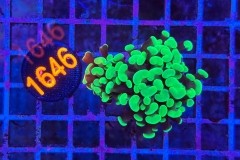 Euphyllia paraancora