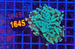 Euphyllia paraancora