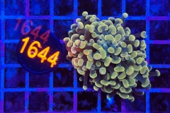 Euphyllia paraancora