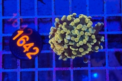 Euphyllia paraancora
