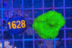 Acropora