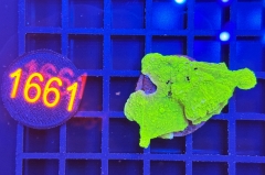 Montipora