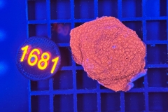 Montipora