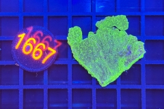 Montipora