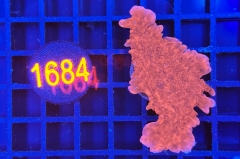 Montipora