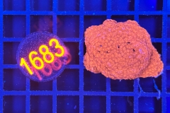 Montipora