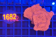 Montipora
