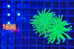 Euphyllia glabrescens