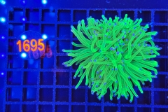 Euphyllia glabrescens