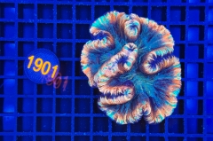 Trachyphyllia geoffroyi