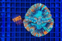 Trachyphyllia geoffroyi