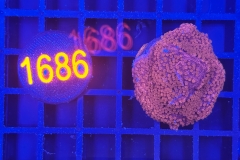 Montipora