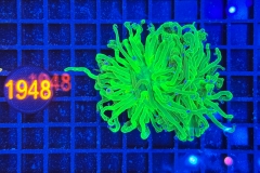 Euphyllia glabrescens