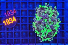 Euphyllia paraancora