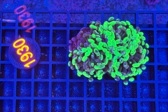 Euphyllia paraancora