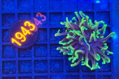 Euphyllia glabrescens
