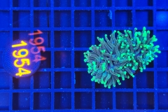 Euphyllia glabrescens