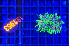 Euphyllia glabrescens